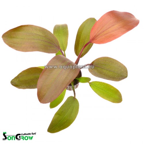 Echinodorus Hot pepper in pot